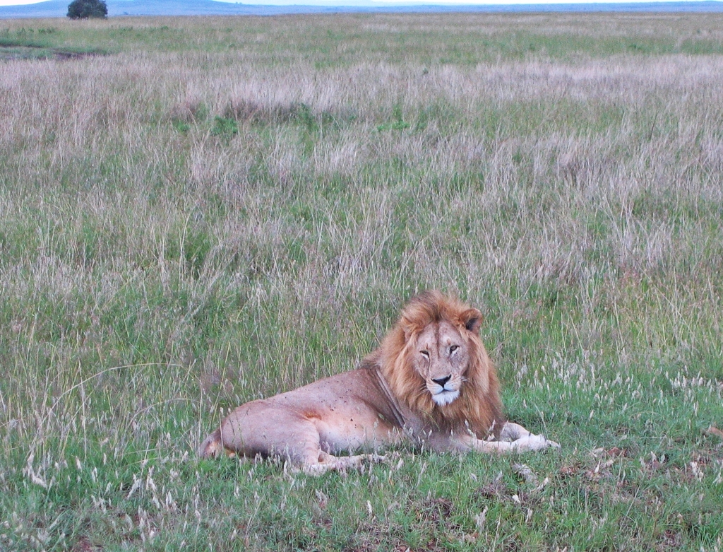 Lion, Maasai Mara National Reserve