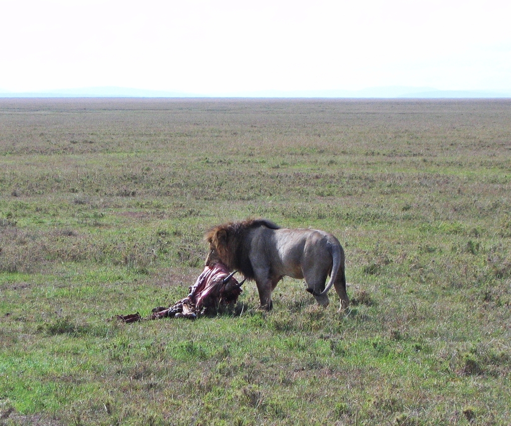 Lion with a kill, Maasai Mara National Reserve