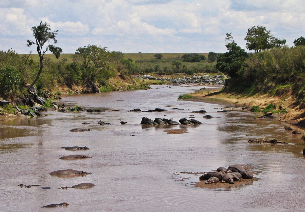 Hippos, Mara River, Masai Mara National Reserve