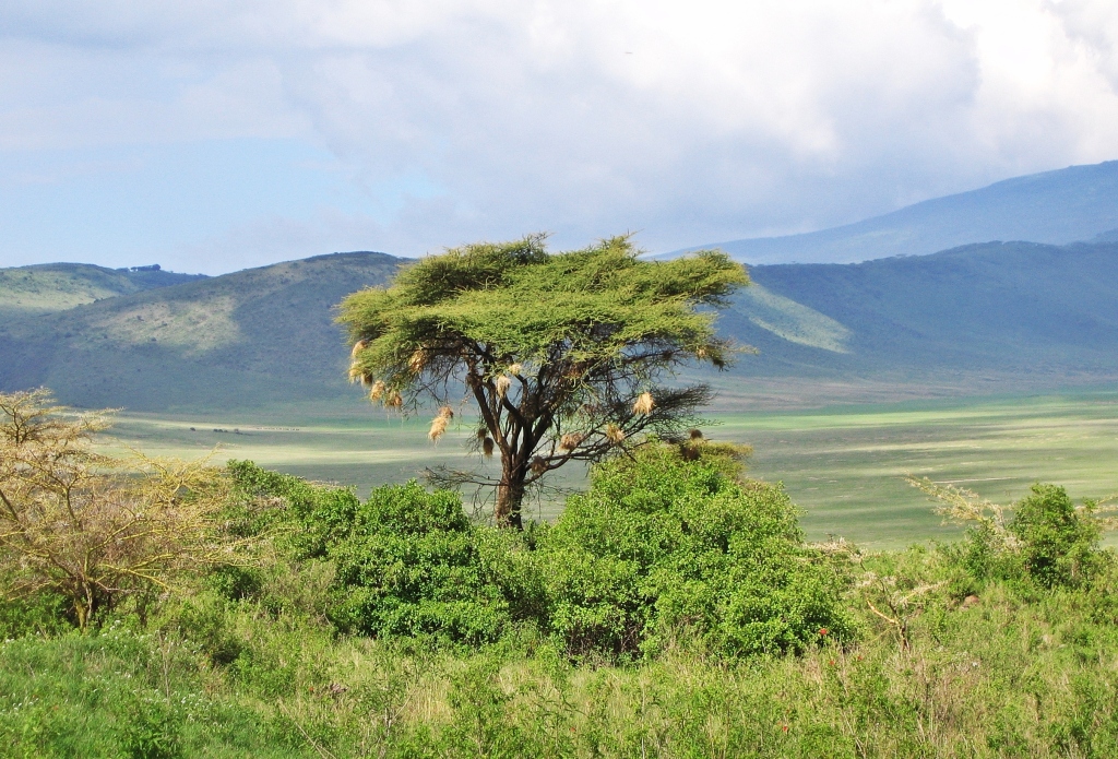 Weave nests, Ngorongoro Crater