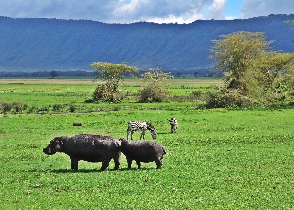 Hippos and zebras, Ngorongoro Crater