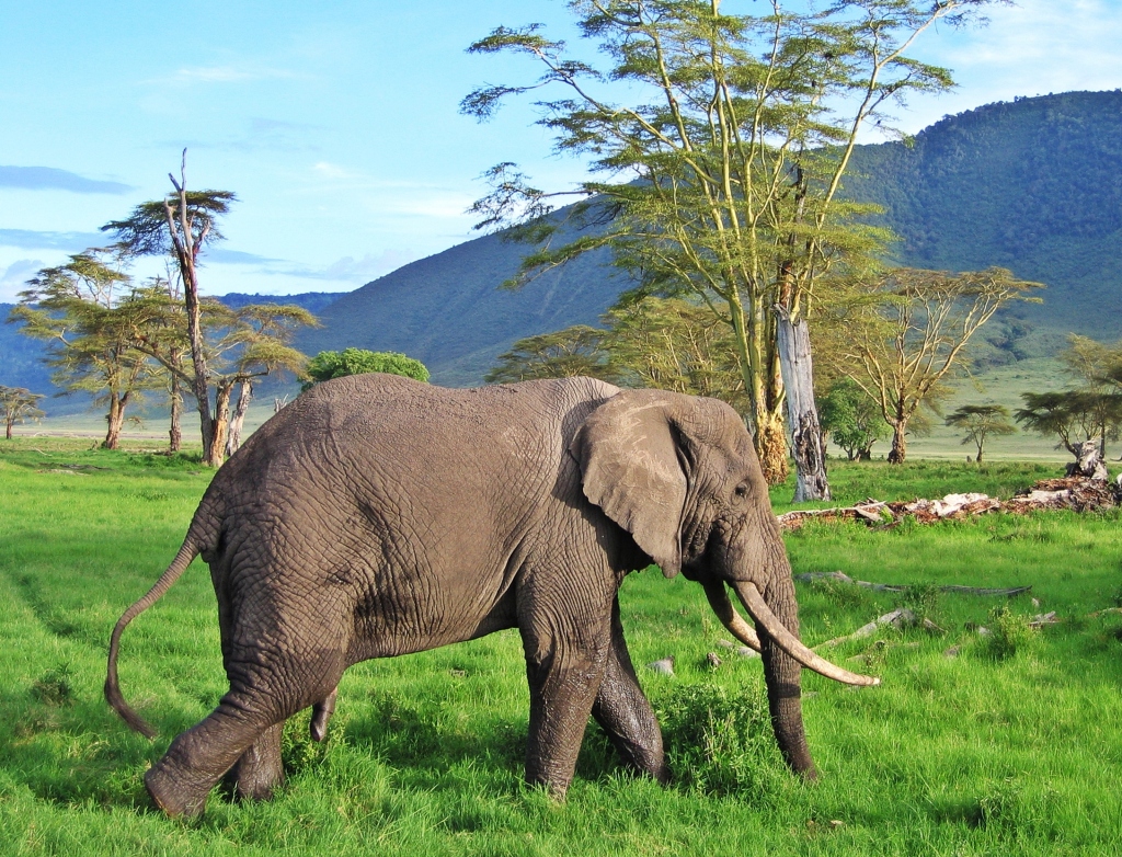 Elephant, Ngorongoro Crater
