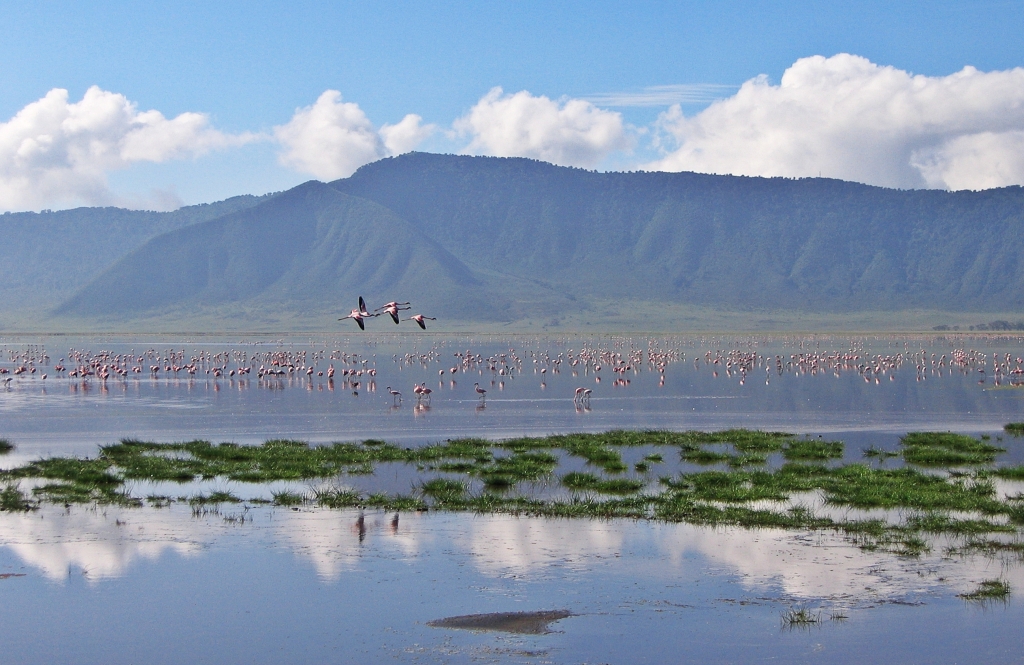Flamingos, Lake Magadi, Ngorongoro Crater