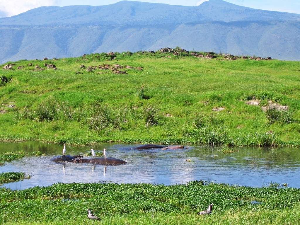 Hipps and egrets, Serengeti National Par