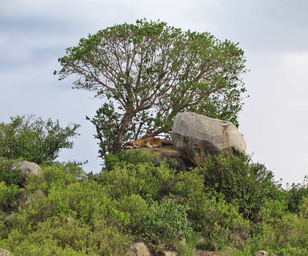 Lion on the kopjes, Serengeti National Park