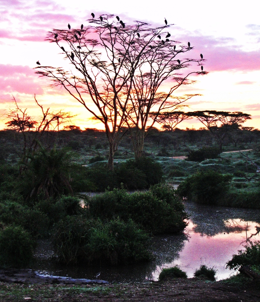 Sunset, Serengeti National Park