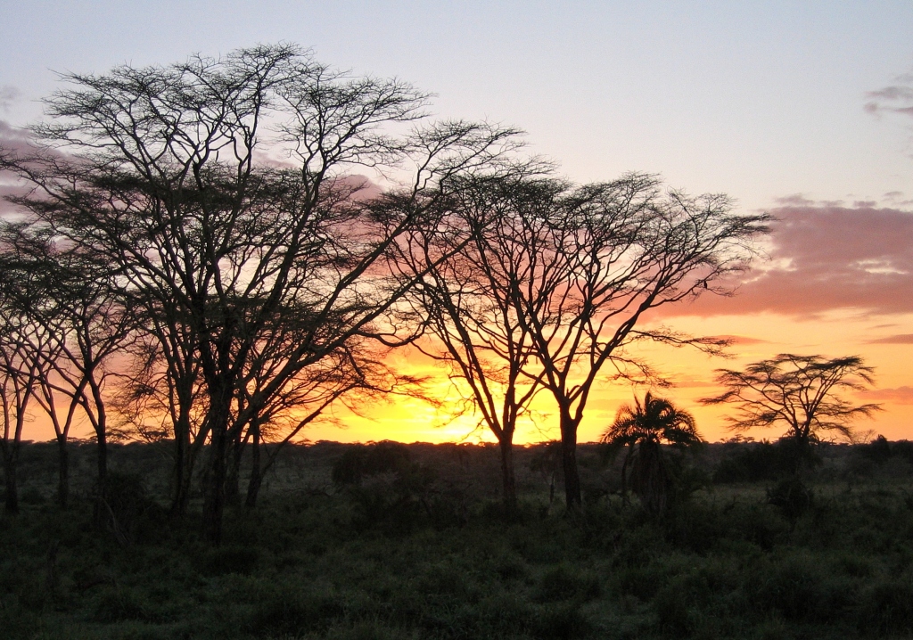 Sunset behind acacia trees, Serengeti National Park