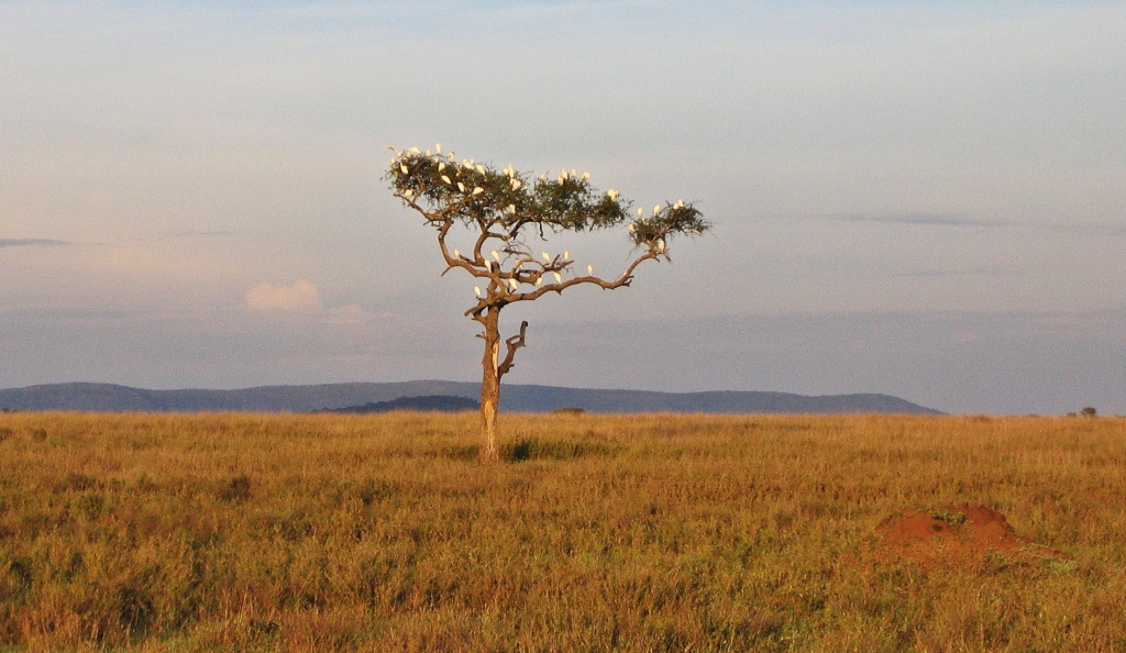 Birds on an acacia tree, Serengeti National Park
