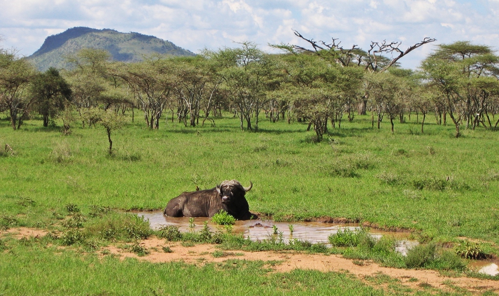 African buffalo, Serengeti