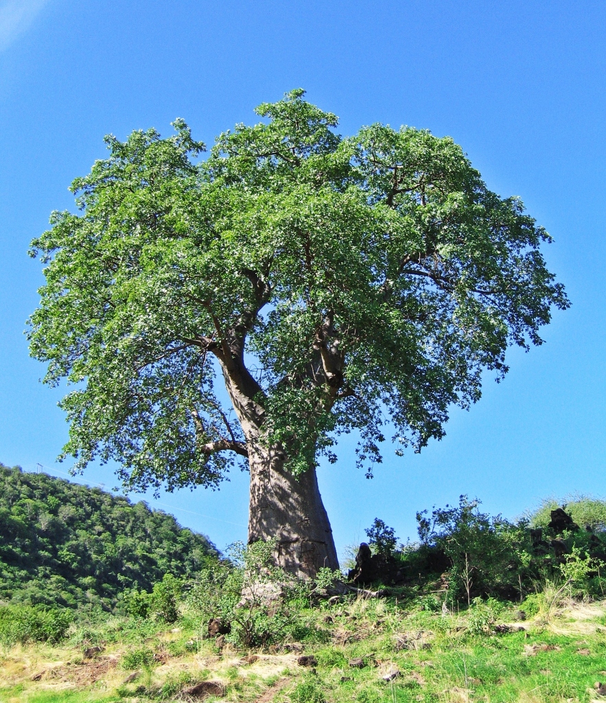 Baobab tree, Serengeti