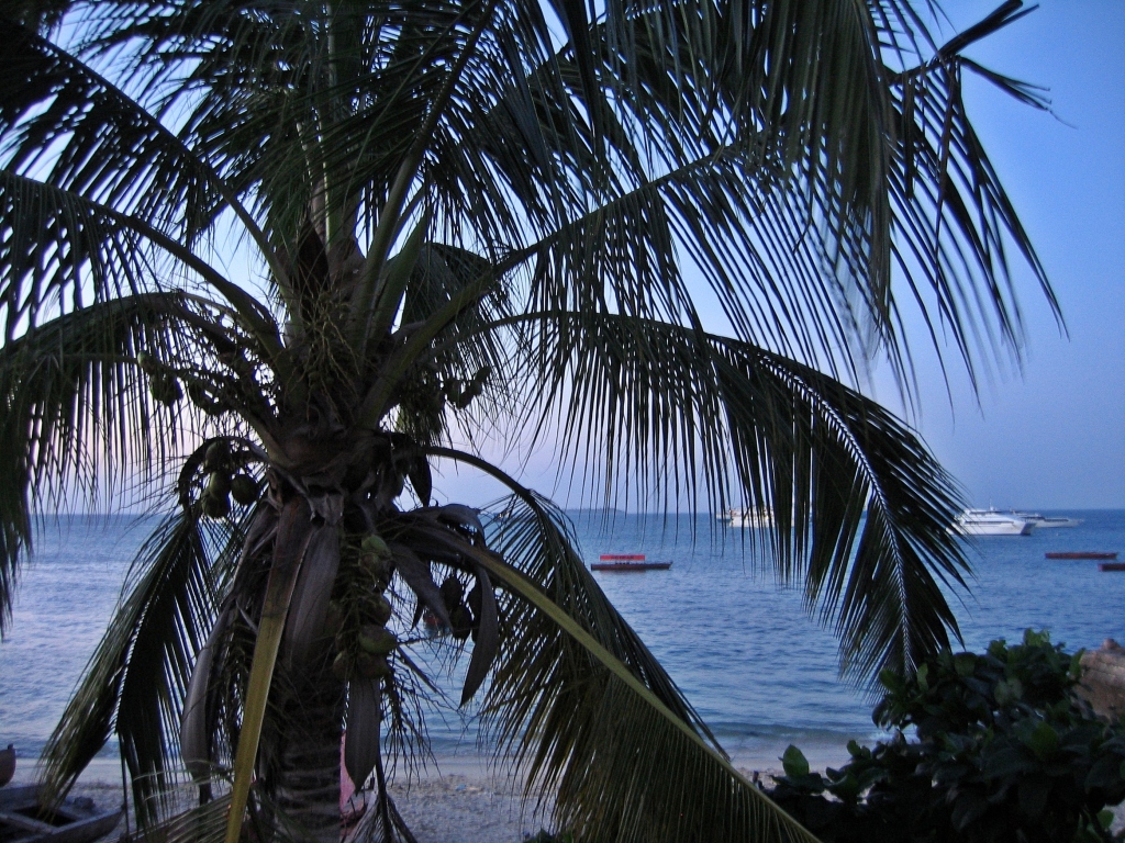 Coconut tree, Zanzibar