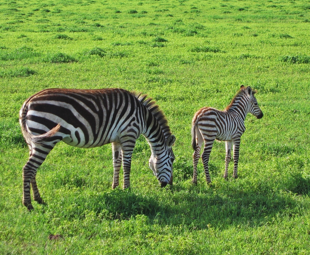 Zebras, Ngorongoro Conservation Area