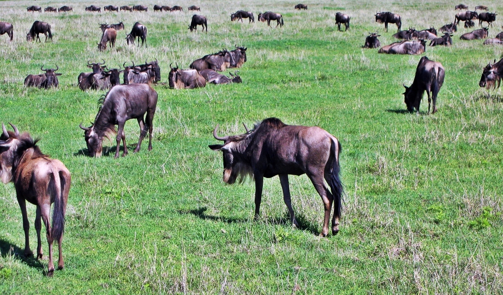 Wildebeests, Serengeti National Park