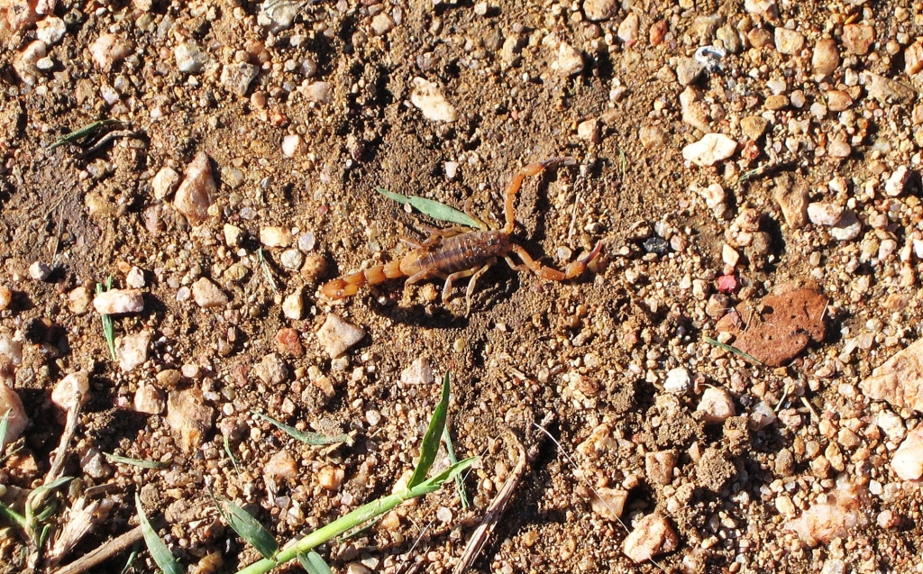 Scorpion found under out tent
