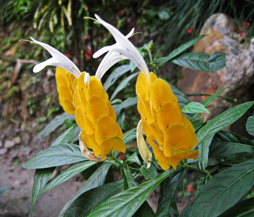 Yellow flower, Nepal