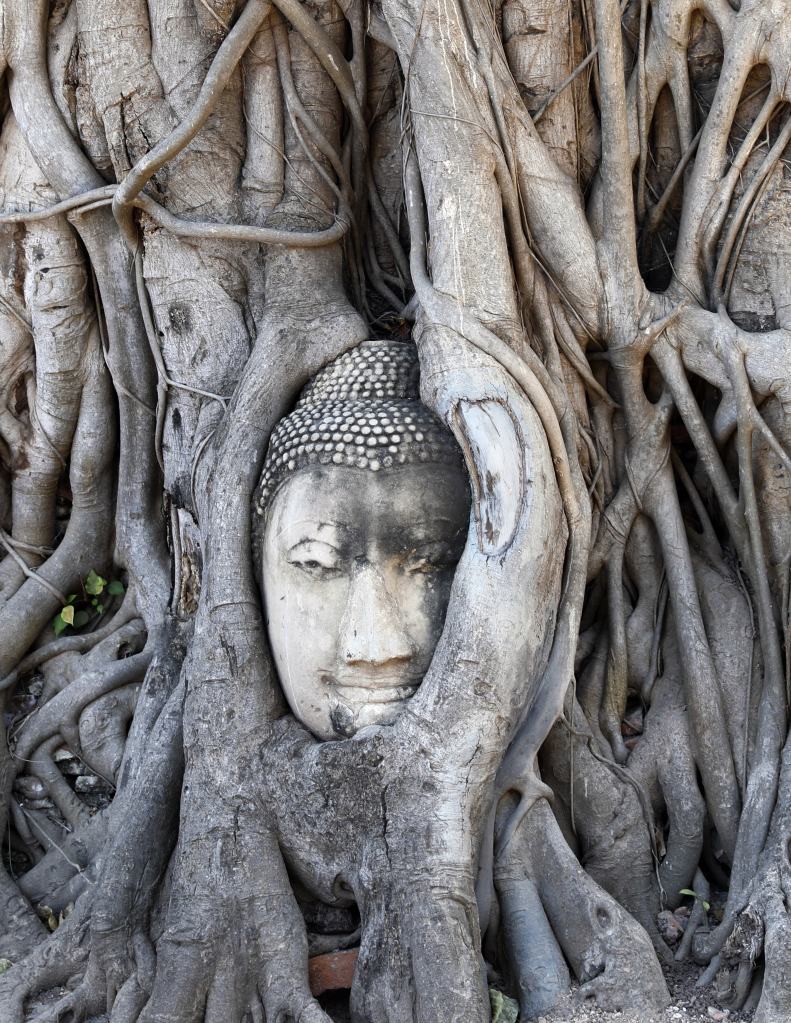 Buddha Head in Banyan Tree Roots, Wat Mahatat, Ayutthaya