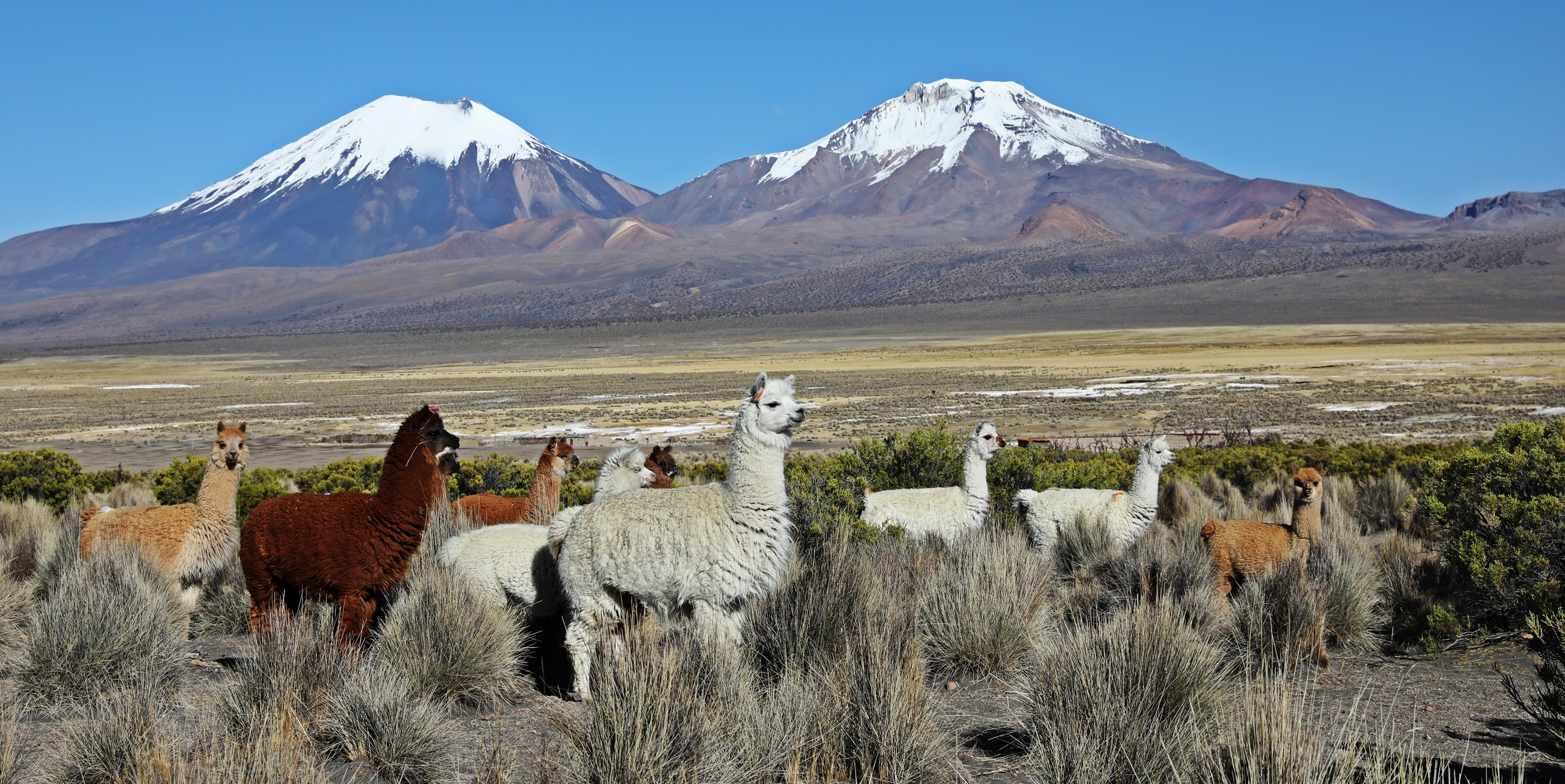 Llamas & alpacas, Parinacota & Pomerape, Sajama