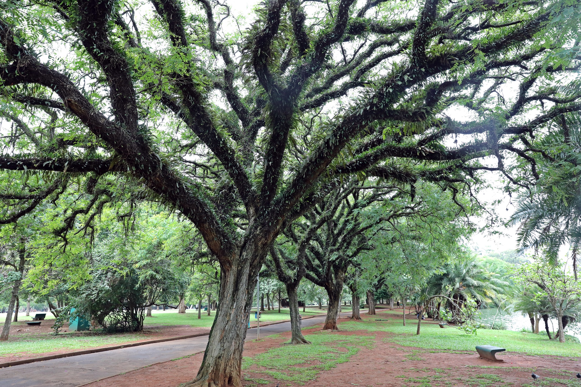 Parque Ibirapuera, São Paulo