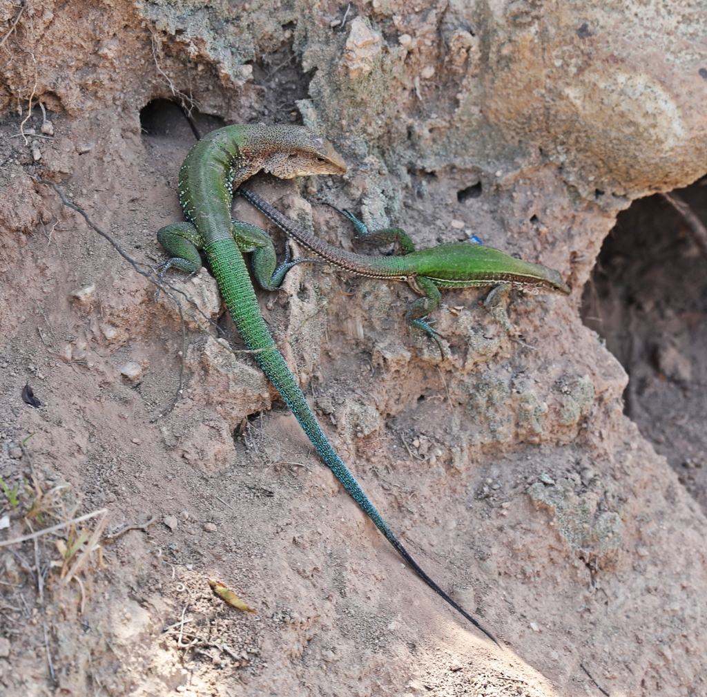 South American Ground Lizards, Arraial do Cabo