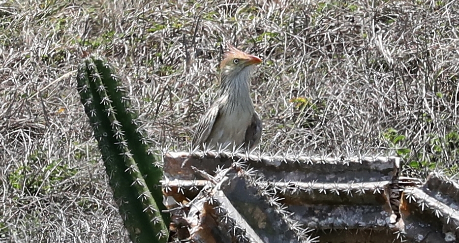 Guira cuckoo, Arraial do Cabo