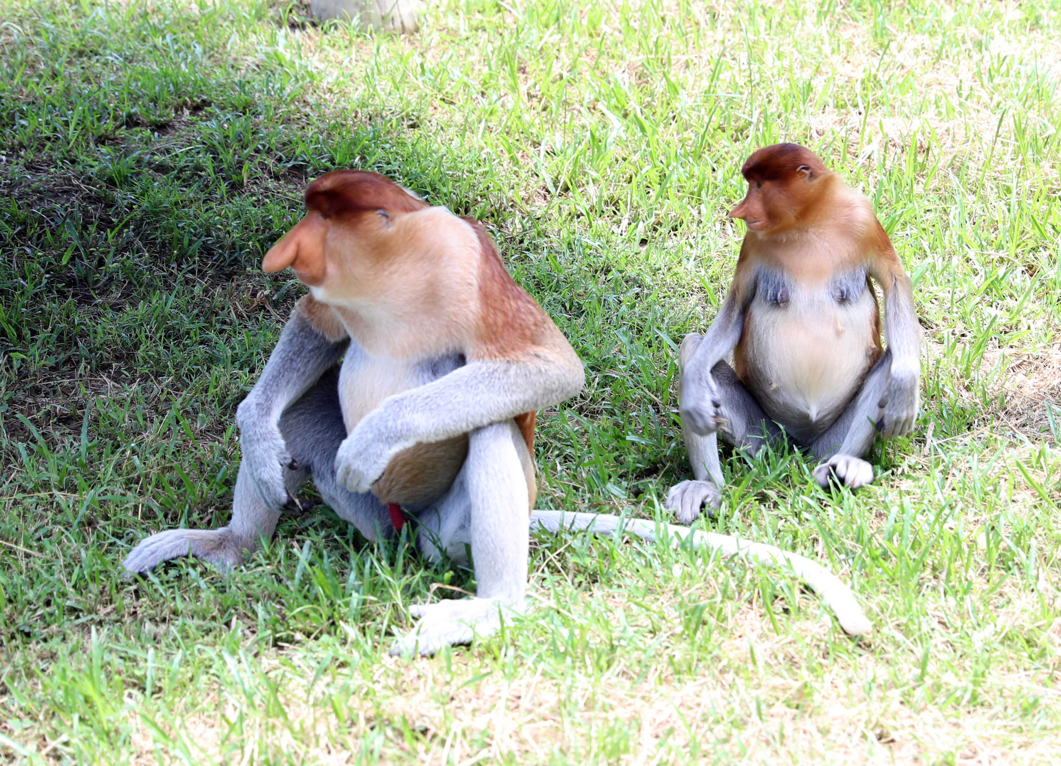 Proboscis Monkeys, Sandakan, Malaysia