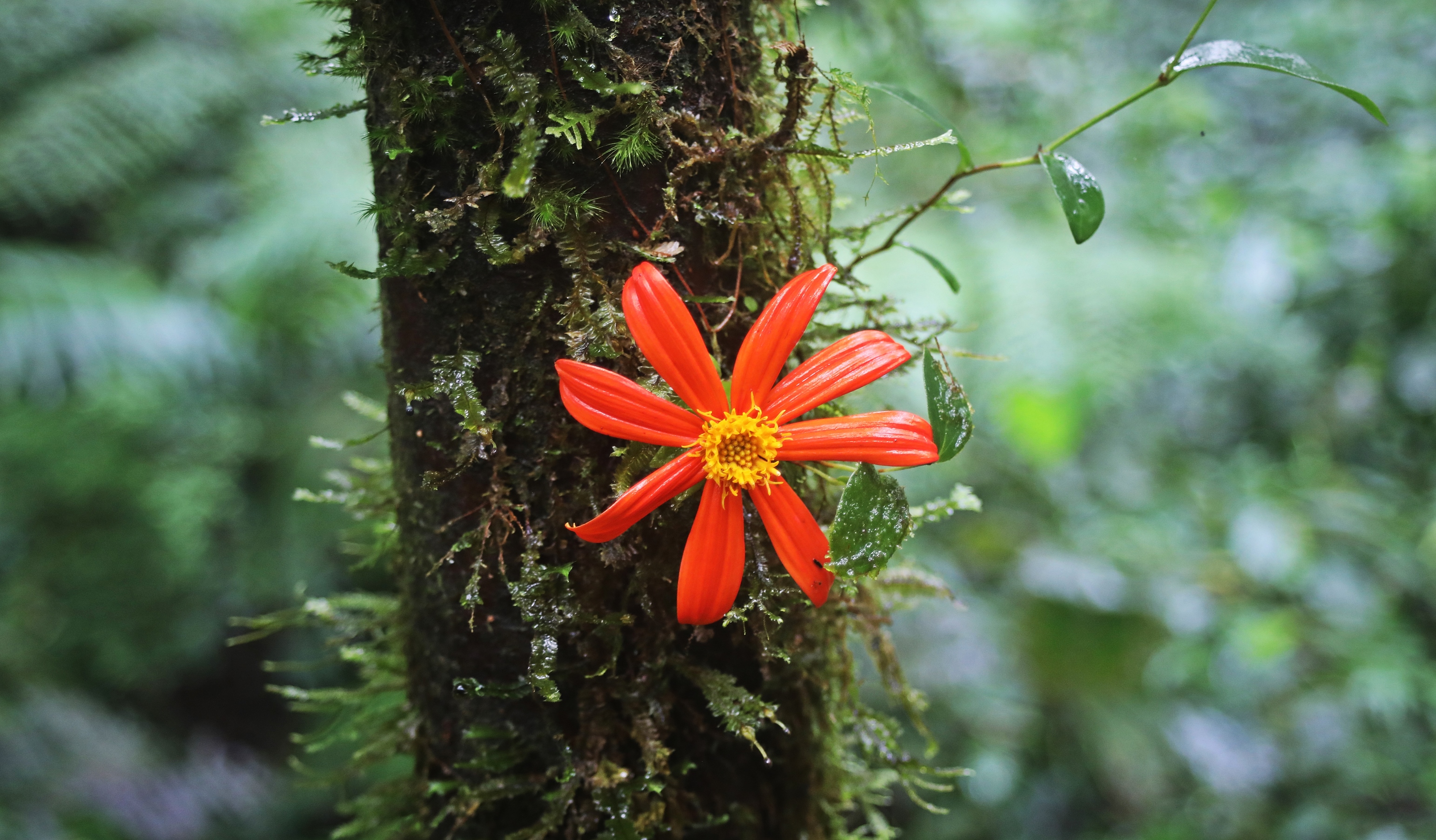 Jungle flower growing on a tree, Santa Elena Cloud Forest Reserve, Costa Rica