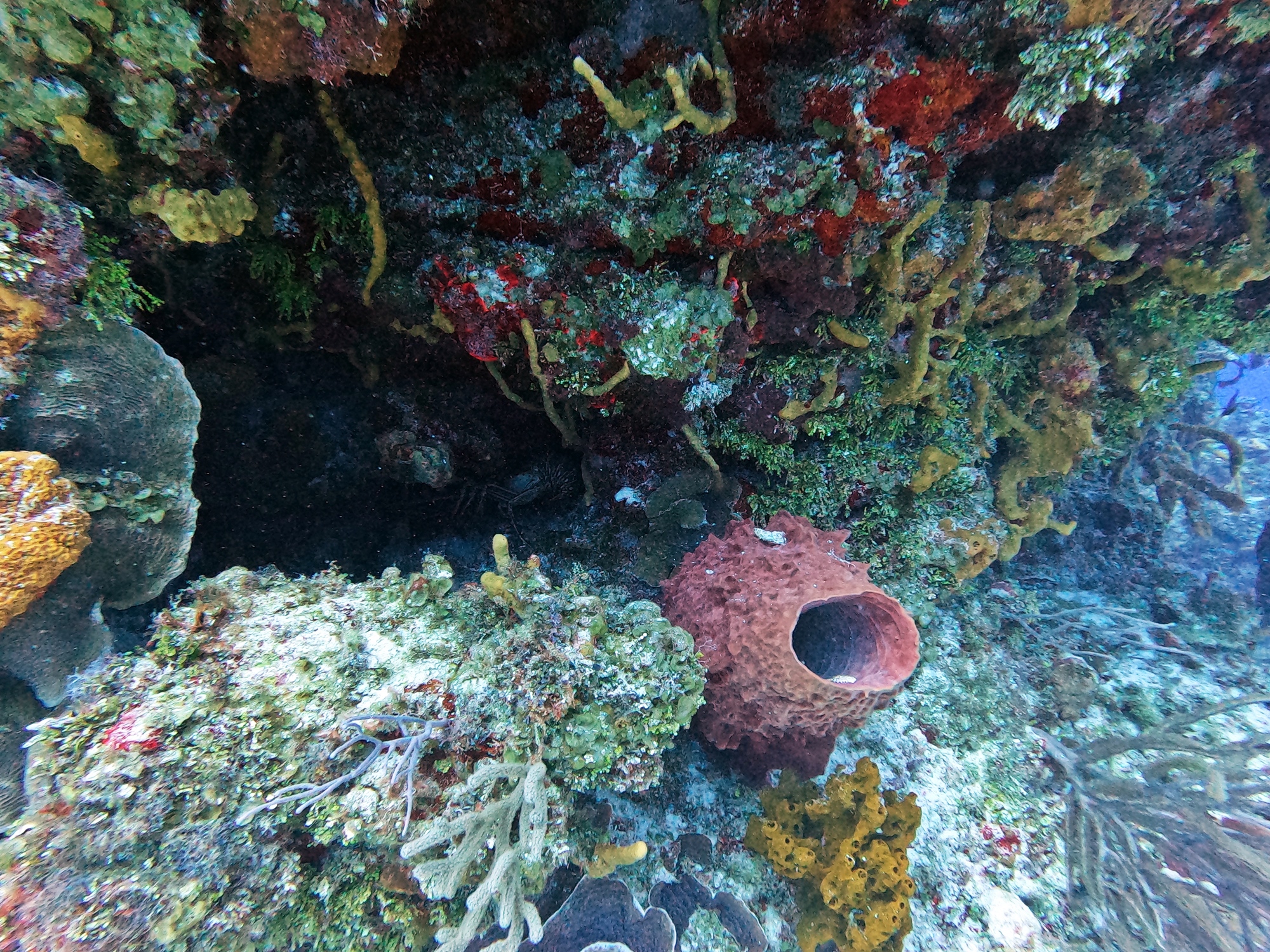 Scuba Diving In Cozumel