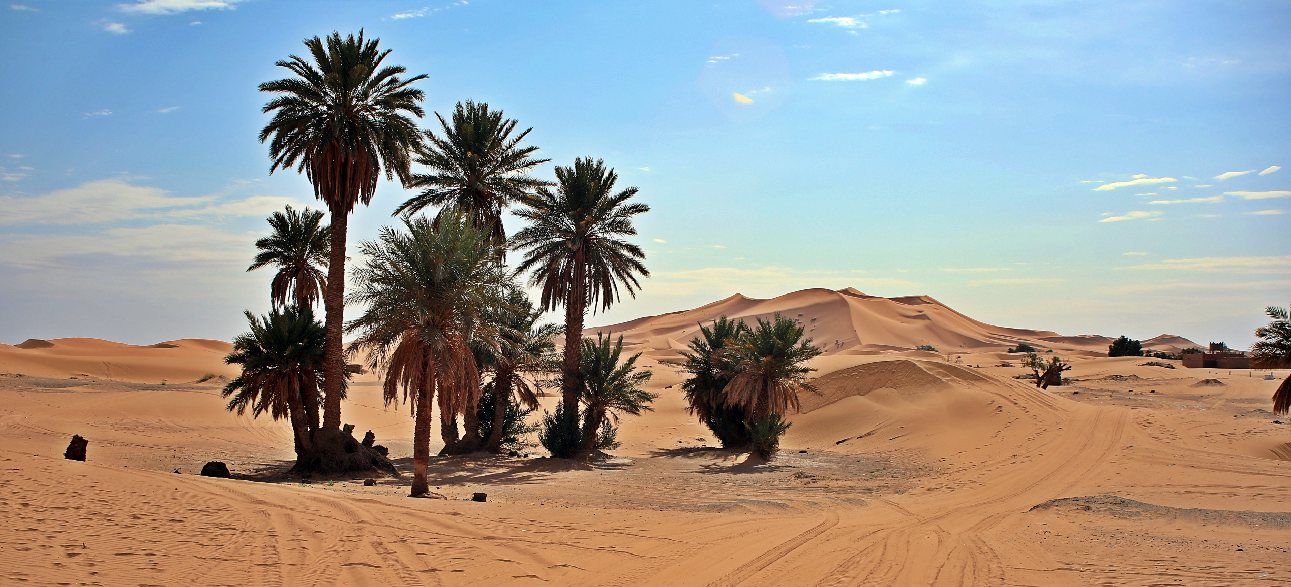 Palm Trees, Erg Chebbi, Morocco