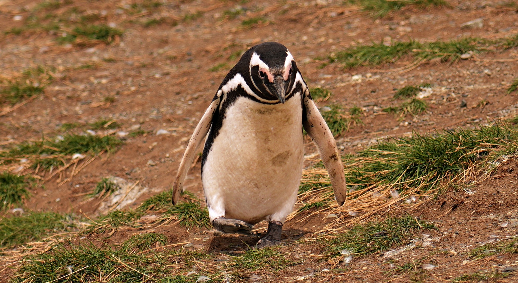 Walking With Penguins On Magdalena Island