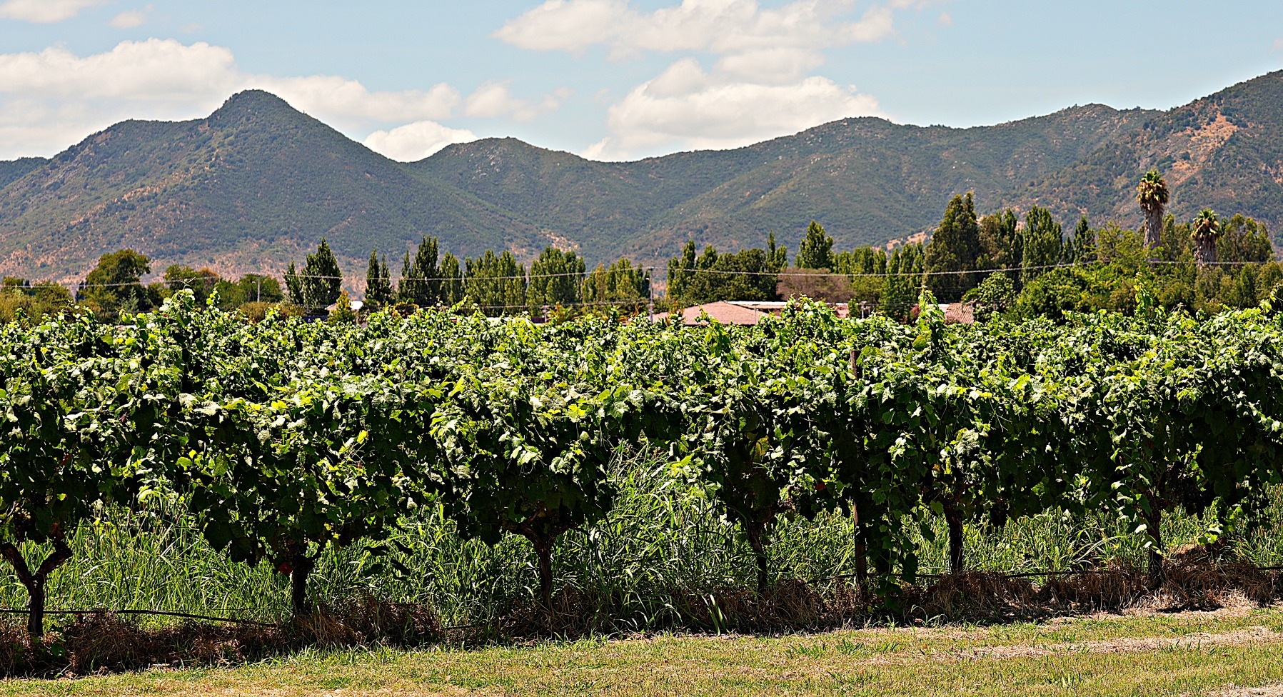 Wine Tasting in Colchagua and Elqui Valleys
