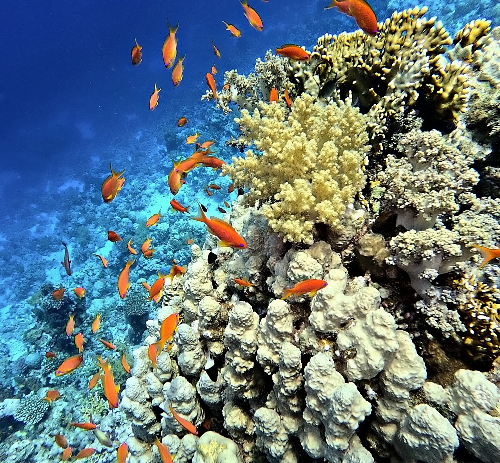 Sharm el-Sheikh: Diving in The Red Sea